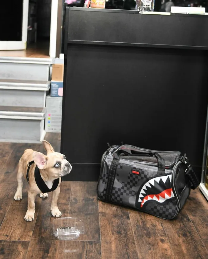 3AM PET CARRIER Bags SPRAYGROUND