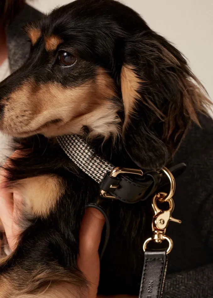 Women Puppy Tooth Dog Collar Creamblackbrown MEEM