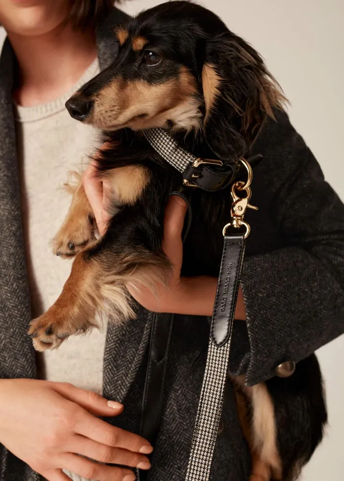 Women Puppy Tooth Dog Collar Creamblackbrown MEEM